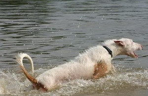 伊比赞猎犬怎么训练 伊比赞猎犬训练技巧