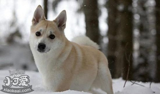 怎麼訓練挪威布哈德犬看家 挪威布哈德犬看家訓練