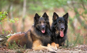 比利时特伏丹犬怎么养 比利时特伏丹犬饲养方法