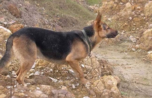 怎么给比利时特伏丹犬洗澡 比利时特伏丹犬洗澡教程