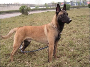 比利时特伏丹犬怎么剪指甲 比利时特伏丹犬剪指甲方法