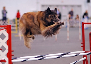 如何训练比利时特伏丹犬找球 比利时特伏丹犬找球训练