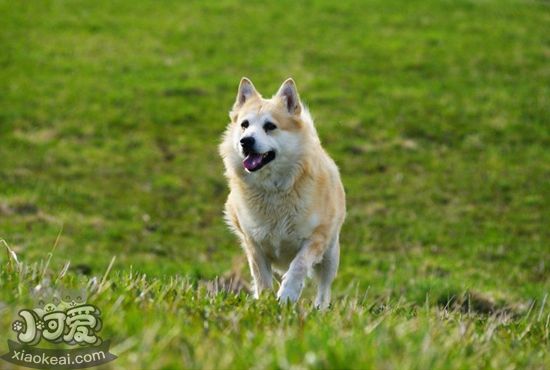 挪威布哈德犬大小便怎麼訓練 挪威布哈德犬排便訓練方法