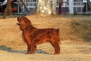 田野小猎犬牙齿怎么清洁 田野小猎犬口腔护理流程