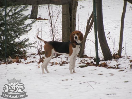 樹叢浣熊獵犬怎麼裝死 樹叢浣熊獵犬裝死訓練