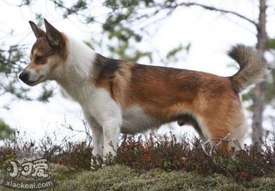 挪威伦德猎犬图片