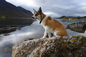 挪威伦德猎犬有耳螨怎么治疗 挪威伦德猎犬耳螨治疗方法