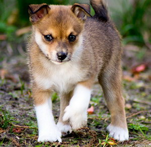 挪威伦德猎犬牙齿怎么护理 挪威伦德猎犬口腔清洁流程