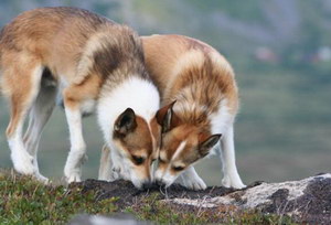 挪威伦德猎犬拉稀怎么办 挪威伦德猎犬拉肚子解决方法