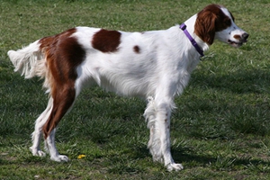 怎么养西班牙小猎犬 西班牙小猎犬喂食注意事项