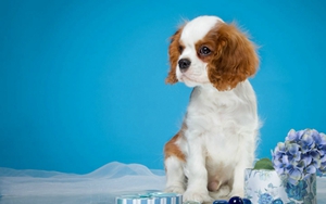 怎么给西班牙小猎犬洗澡 西班牙小猎犬洗澡注意事项