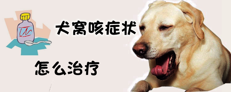 犬窝咳症状怎么治疗