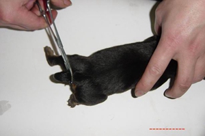 怎么给罗威纳犬剪指甲 罗威纳犬剪指甲介绍