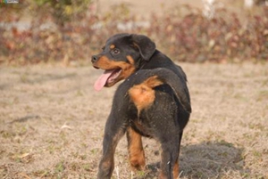 罗威纳犬得了牙结石怎么办 牙结石处理方法