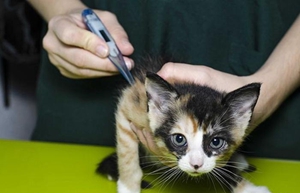 怎么给猫量体温 猫咪量体温方法