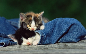 猫白血病怎么传染