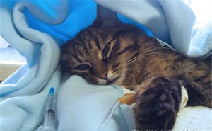 猫杯状病毒怎么治疗 猫杯状病毒治疗方法