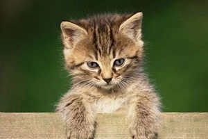 怎样治疗猫等孢球虫病 猫等孢球虫病治疗方法