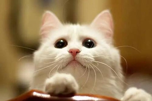 猫咪鼻炎如何治疗 猫咪鼻炎治疗方法