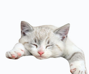 猫流口水怎么治疗