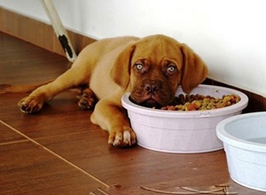 小狗吃多了怎么办