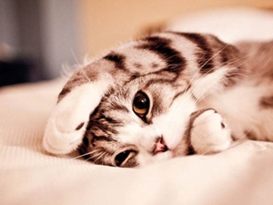 小猫拉稀怎么办 幼猫拉肚子可以治吗