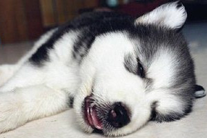 哈士奇呕吐怎么办 哈士奇呕吐治疗方法