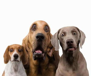 狗上火了怎么办