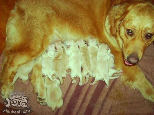 金毛犬產後怎麼照顧 金毛尋回犬產後護理方法1