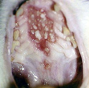 猫疱疹病毒症状图片图片