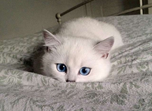 猫咪角膜炎用什么药 猫咪角膜炎用药介绍