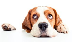 狗狗真菌性皮肤病怎么治疗