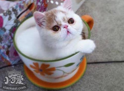 茶杯貓要絕育嗎 茶杯貓絕育注意事項