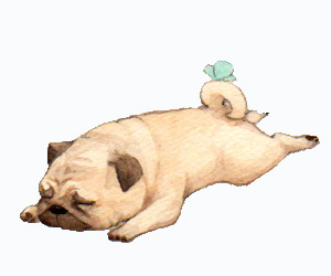 小狗上吐下泻怎么办