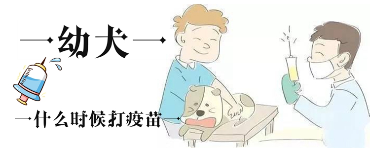 幼犬什么时候打疫苗