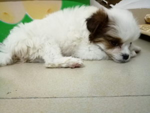 犬冠状病毒症状怎么治疗