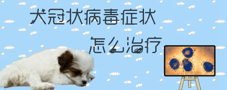 犬冠狀病毒癥狀怎麼治療1