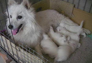銀狐犬產後吃什麼銀狐犬生產後注意事項