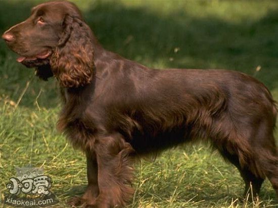 美國水獵犬懷孕怎麼護理 美國水獵犬孕期護理心得