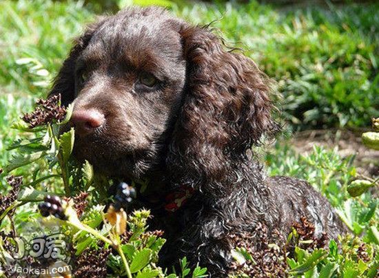 美國水獵犬產後怎麼照顧 美國水獵犬產後護理方法