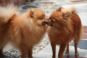 狗结石的症状有哪些