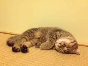 猫咪肾衰有什么症状