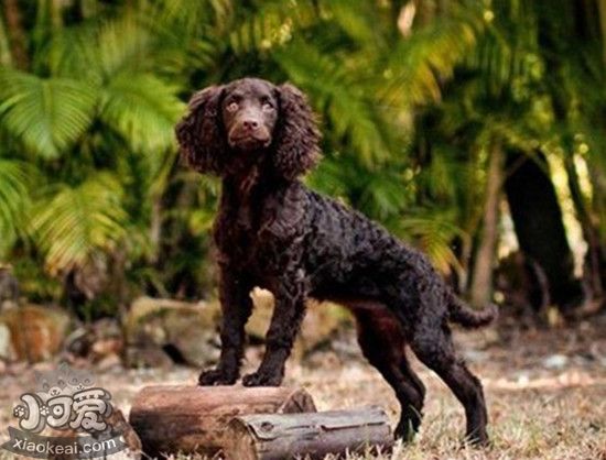 美國水獵犬絕育后怎麼護理 美國水獵犬絕育注意事項