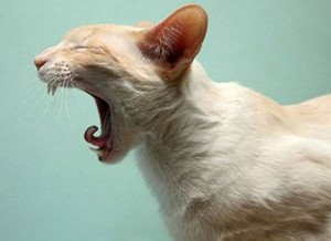 猫打喷嚏怎么办