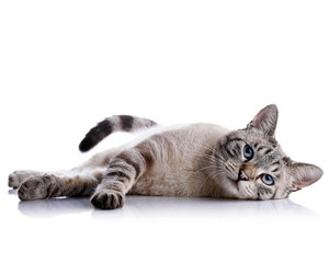 猫毛囊炎怎么治疗