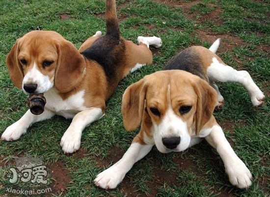 英國獵狐犬產後吃什麼 英國獵狐犬生產後飲食介紹