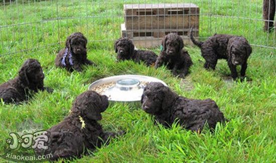 愛爾蘭水獵犬產後怎麼下奶 愛爾蘭水獵犬產後沒奶解決方法