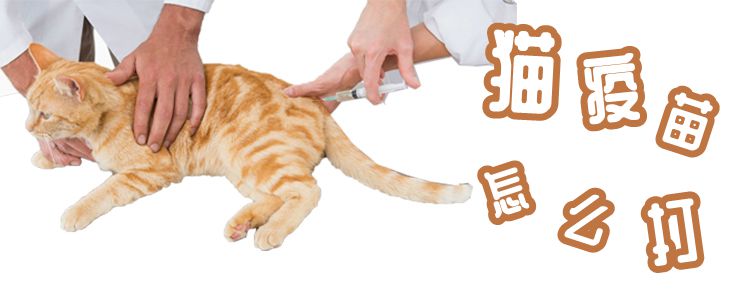 猫疫苗怎么打