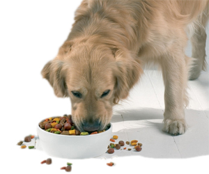 金毛吃什么对毛好