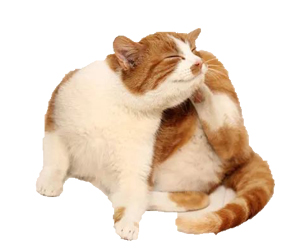 猫耳螨怎么治